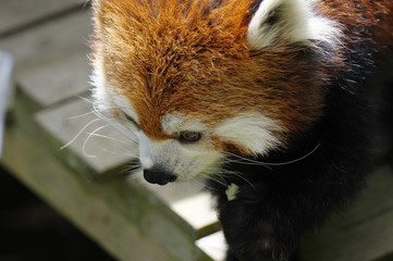 レッサーパンダ