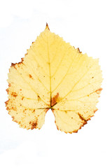 Close-up, natural autumn leaf. Grungy, ragged, old autumn grape leaf. Isolated
