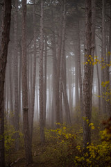 foggy autumn. forest