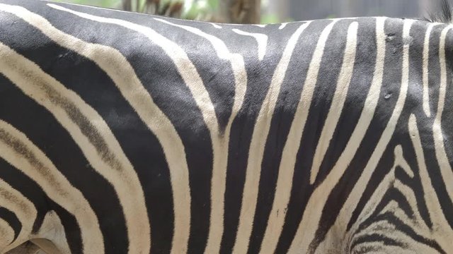 close-up Zebra animal skin 4k.