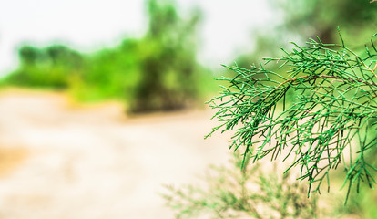 breathtaking view of nature growing plants and wild flowers 