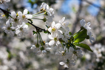 Spring blooming branch of cherry. Spring background