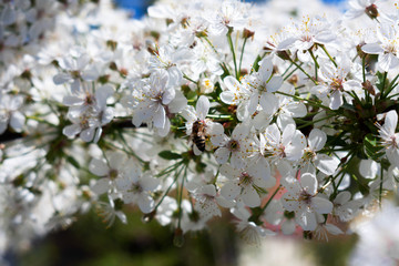 Spring blooming branch of cherry. Spring background