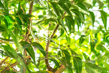 fresh and healthy neem tree leaves 