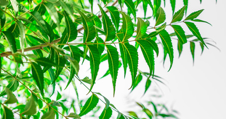 fresh and healthy neem tree leaves 