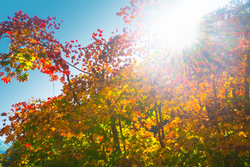 Maple leaf autumn landscape of forest park