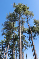 Fototapeta premium Mediterranean trees
