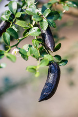 Australian Finger lime or Caviar Lime plantation