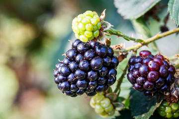 close up fresh ripe blackberries in a garden