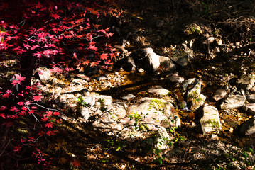 Forest park maple autumn dusk light