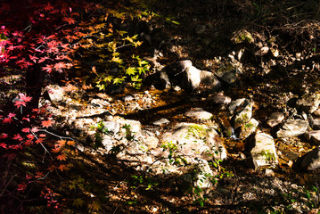Forest park maple autumn dusk light