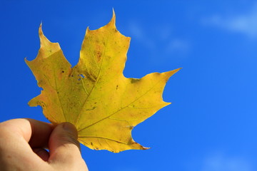 Maple leaf against the blue sky.