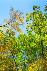 Maple leaf autumn landscape of forest park