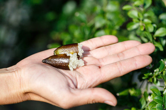 woman hand holding fresh ripe australia finger limes or caviar lime