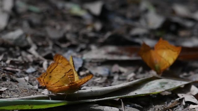Common Yeoman, Cirrochroa tyche Mithila, rapidly shaking its wings up and down with its broken right wing, in Kaeng Krachan National Park, slow motion.