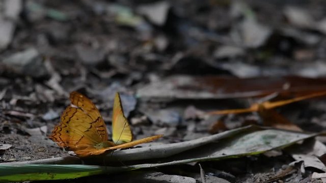 Cirrochroa tyche Mithila, with a broken right wing as it flaps its wings up and down, two other butterflies at the background, in Kaeng Krachan National Park, slow motion.