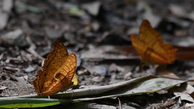 Common Yeoman, Cirrochroa tyche Mithila, rapidly shaking its wings up and down with its broken right wing, in Kaeng Krachan National Park, slow motion.