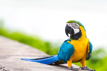 Foto op Plexiglas Blauwe ara papegaai © Peera