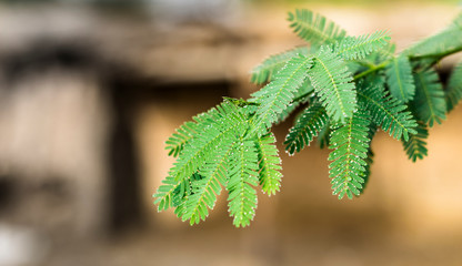 breathtaking view of nature growing plants and wild flowers 
