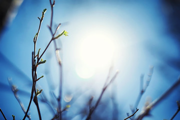 Bright spring greens at dawn in the forest. Nature comes to life in early spring.