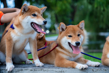 Couple of young puppy Japanese Shiba Inu yawn in garden. Lovely dog animal human best friend 