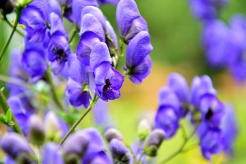 Poisonous, but beautiful аconite - a healing plant in the summer garden close-up.