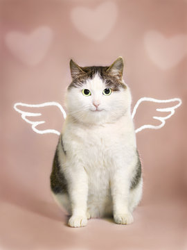 valentine card with fat smiling funny cat