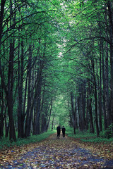 Bright spring greens at dawn in the forest. Nature comes to life in early spring.