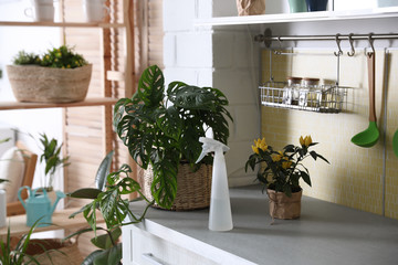 Green potted plants and spray bottle on countertop in kitchen. Home decoration