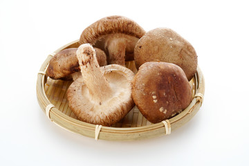 生椎茸
