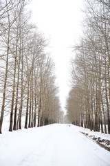 Winter landscape of country fields and roads