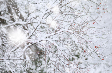 Winter Park. Landscape in snowy weather. January.