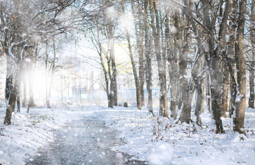 Winter Park. Landscape in snowy weather. January.