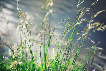 Bright spring greens at dawn in the forest. Nature comes to life in early spring.