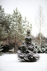 Winter landscape of country fields and roads