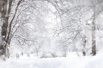 Winter landscape. Forest under the snow. Winter in the park.