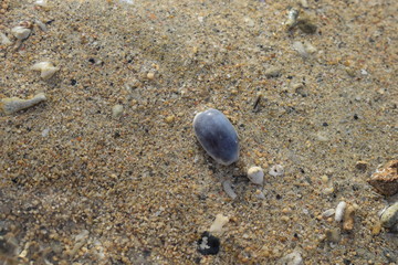 Conchiglie su una spiaggia di Bali in Indonesia.