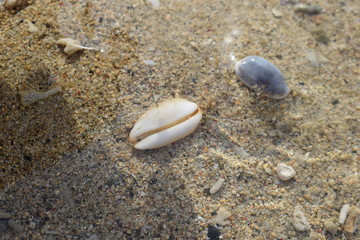 Conchiglie su una spiaggia di Bali in Indonesia.