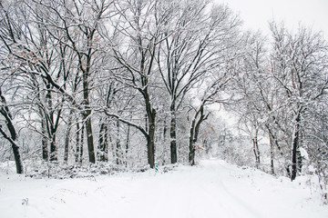 Winter trees, snowfall. Snowy weather in the forest