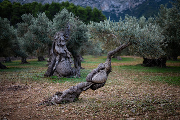 Funny shaped olive trees