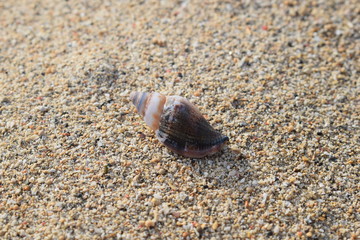 Conchiglie su una spiaggia di Bali in Indonesia.