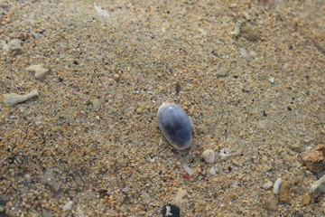 Conchiglie su una spiaggia di Bali in Indonesia.