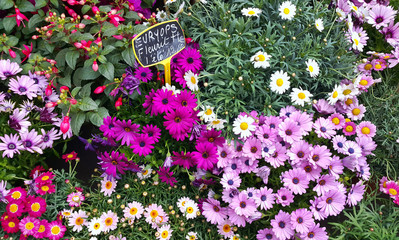 Fototapete bei efototapeten.de bestellen   