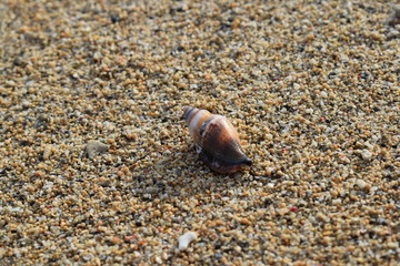 Conchiglie su una spiaggia di Bali in Indonesia.
