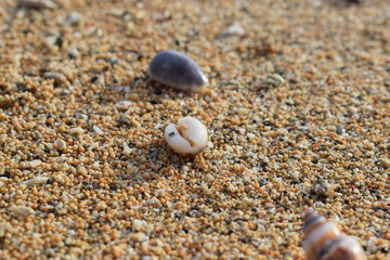Conchiglie su una spiaggia di Bali in Indonesia.