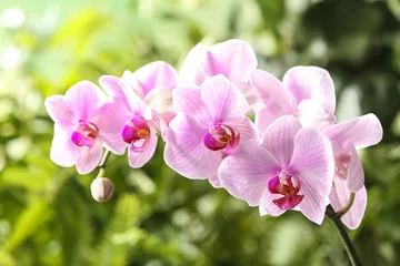 Plexiglas foto achterwand Branch of beautiful pink Phalaenopsis orchid on blurred background, closeup © New Africa