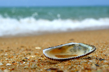 Shell near the sea