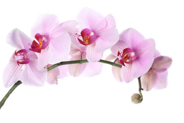 Naklejka na ściany i meble Branch of beautiful pink Phalaenopsis orchid isolated on white