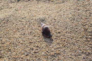Conchiglie su una spiaggia di Bali in Indonesia.