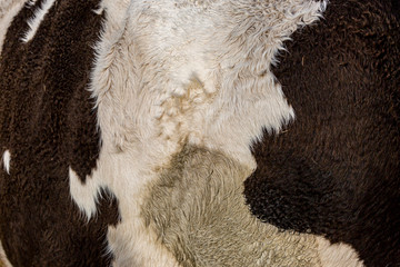 A full frame photograph of the fur/hair on a cow